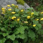 Geum elatum Хабит