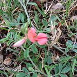 Indigofera miniata Hàbitat