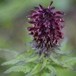 Pedicularis recutita Flower