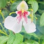 Impatiens tinctoria Цвят