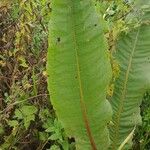 Rumex hydrolapathum Leaf