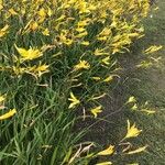 Hemerocallis citrina পাতা