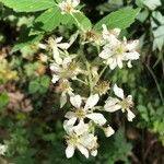Rubus canescens 花
