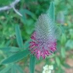 Trifolium rubens Fleur