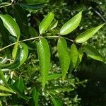 Zanthoxylum clava-herculis Hoja