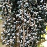 Livistona chinensis Fruto