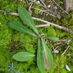 Aetheorhiza bulbosa Leaf