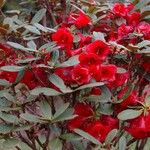 Rhododendron haematodes Habitus