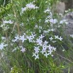 Stenaria nigricans Flower