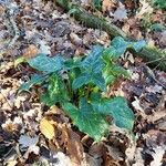 Arum italicumLeaf