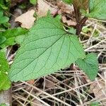 Scrophularia nodosa Blad