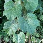 Vitis riparia Folha