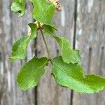 Zanthoxylum clava-herculis Hoja