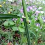 Dactylis glomerata Лист