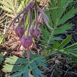 Geum triflorum Hoja