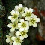 Saxifraga valdensis Flower