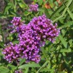 Verbena bonariensisLorea