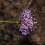 Scabiosa triandra Flower