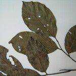 Trichilia euneura Otro