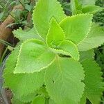 Plectranthus amboinicusبرگ