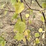 Celtis africana Blad