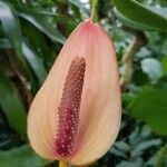 Anthurium nymphaeifolium Flower