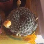 Rebutia minuscula Leaf