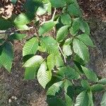 Fagus grandifolia Feuille