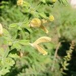 Salvia glutinosaBlomst