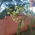 Acacia mearnsii Kvet