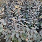 Elaeagnus macrophylla 形態