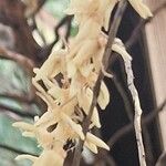 Arenga engleri Flower
