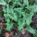 Arum pictumLeaf