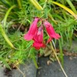 Penstemon barbatus Květ