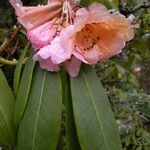 Rhododendron praevernum Flor