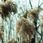 Phragmites australis 果實