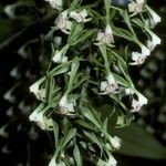 Epidendrum paniculatum 花