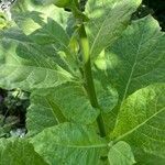 Nicotiana sylvestris Blad