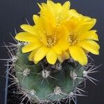 Rebutia neumanniana 花