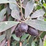 Acokanthera oblongifolia Fruto