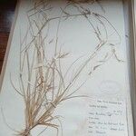 Aristida adscensionis Blodyn