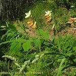 Lathyrus ochraceus Altul/Alta