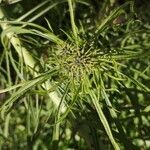 Thelesperma filifolium Tunda
