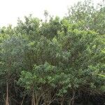 Schinus terebinthifolius Habitus