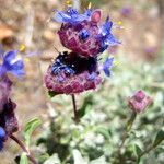 Salvia dorrii Habit