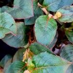 Persicaria capitata ഇല