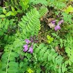 Astragalus alpinus Λουλούδι