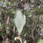 Guioa glauca Hábito