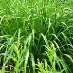 Hemerocallis citrina Лист