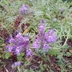 Phacelia tanacetifoliaBlüte